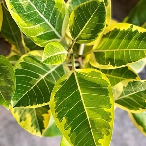 Ficus Altissima Yellow Gem